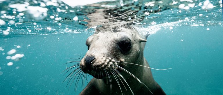 best-cameras-for-wild-swimming