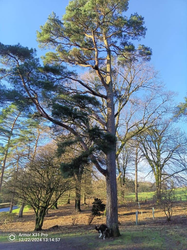 Ulefone x31 photo