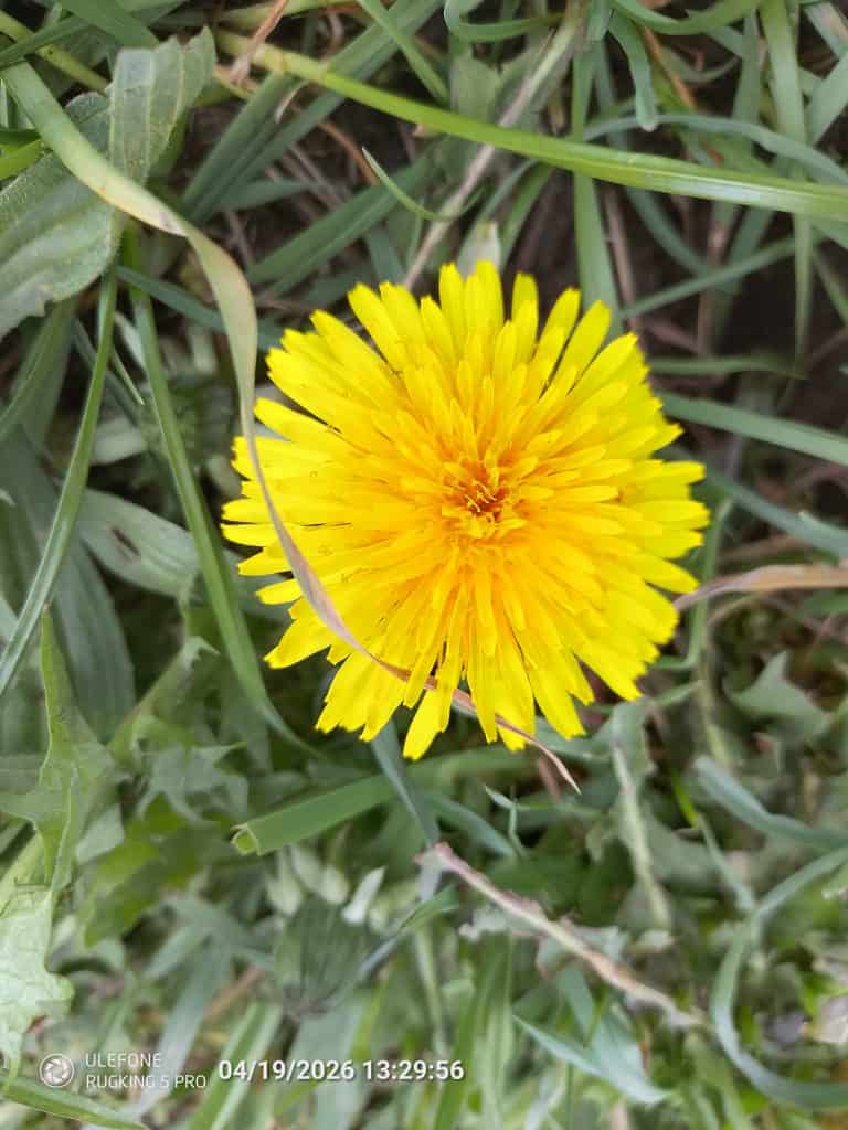 Ulefone Rugking 5 Pro photo Sample